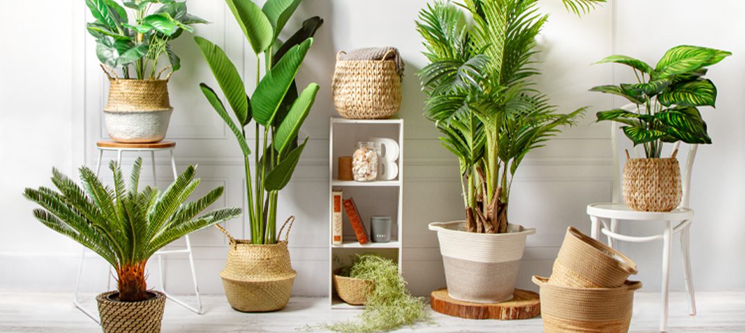 Buy Indoor Plants Online Nz - Plant Company